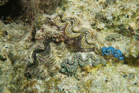 Máximos Marinhos Do Tridacna Dos Moluscos Dos Máximos Do Molusco