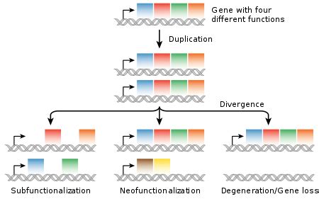 Gene - Wikipedia 