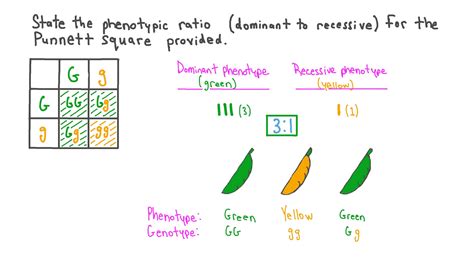 Genotype Vs Phenotype Punnett Square