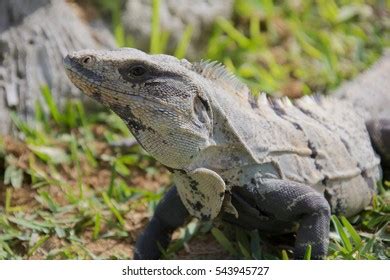 33 Fastest Lizard Images, Stock Photos & Vectors | Shutterstock