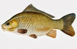 AFIESH SP IKAN MAS Cyprinus Carpio