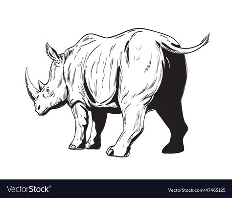 Rhinoceros Or Rhino Charging Low Angle View Vector Image