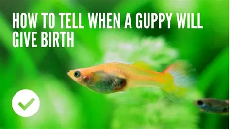 How To Tell If A Guppy Is Pregnant Ideabes