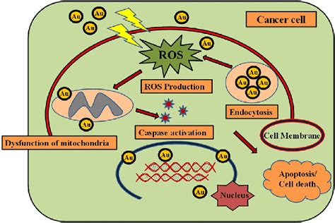 Schematic Representation Of Anticancer Activity Of Etaunps Download