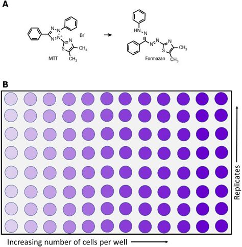 Mtt Assay Protocol For Cell Viability And Proliferation