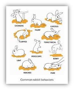 Rabbit body language and behavior