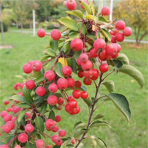 Malus Adirondack Crabapple