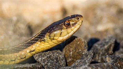 Eastern Brown Snake Considered One Of The Most Venomous Snakes In