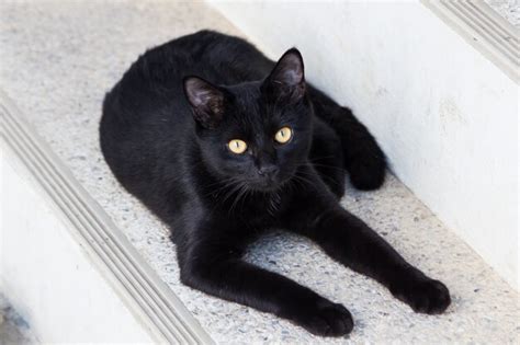 Gato Preto Olhos Amarelos Foto Premium