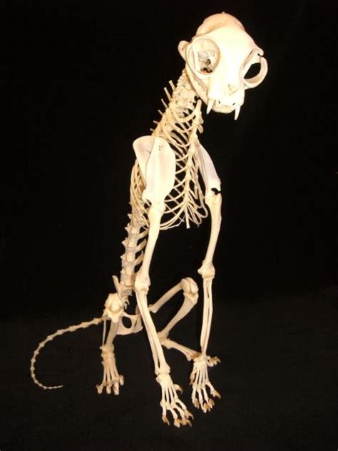 Cat skeleton, Animal skeletons, Dog skeleton