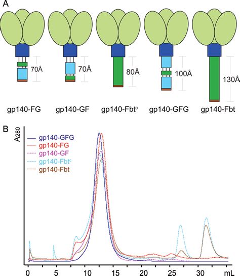 Various Gp140 Stem His 6 Constructs A Schematic Diagrams