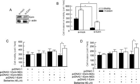 Berberine Inhibits Motility And Invasion In 5 8f Si Ezrin Cells Through