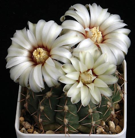 gymnocalycium quehlianum | Цветок кактуса, Кактус, Кактус растения