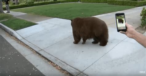 VIDEO: Watch These People in California Getting as Close to a Bear as ...