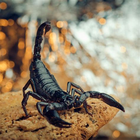 Zodiac Sign: The Scorpio (Oct. 23 – Nov. 21) | Your Tea Blog