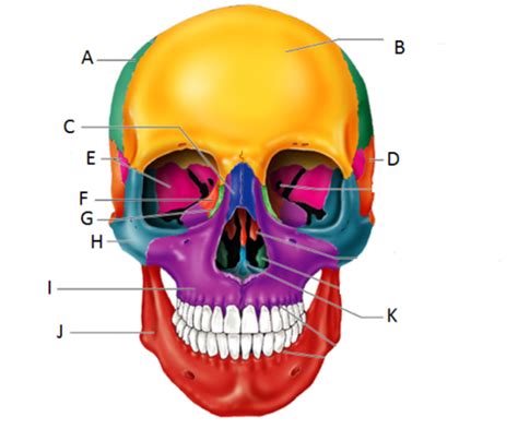 Principles Chapter 11 Skull Flashcards Quizlet