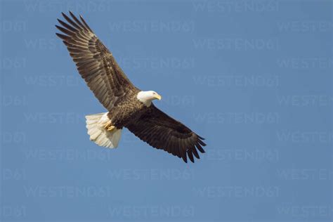 Low Angle View Of Bald Eagle Flying In Clear Blue Sky Stock Photo