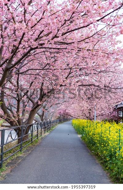 Kawazu Cherry Blossom Izu Stock Photo 1955397319 | Shutterstock