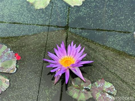 Water Lily Flower Meaning And Symbolism In Different Cultures Florgeous