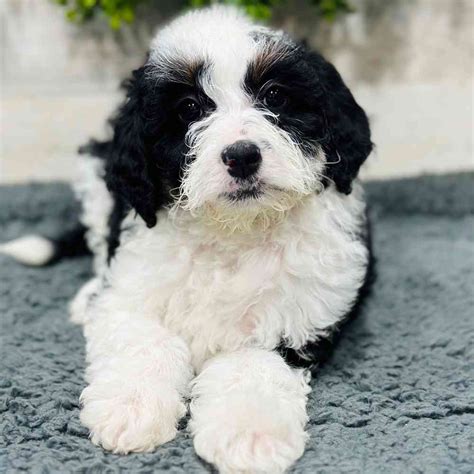 Information On Bernedoodle Puppies For Sale In Rogers Arkansas