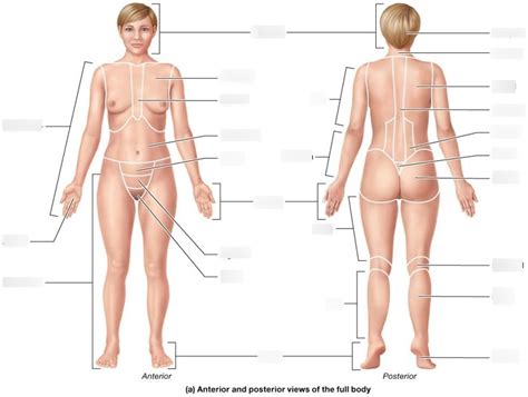 Chapter Regions Of The Body Labeling Pt Diagram Quizlet