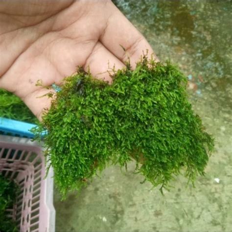 Jual Weeping Moss Clump Hiasan Akuarium Aquascape Paludarium Shopee