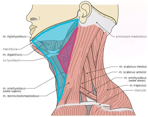 19 Fascial Planes Muscles And Triangles Simplemed Learning