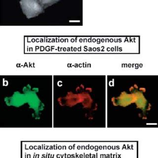 Colocalization Of Akt With Actin In In Situ Cytoskeletal Preparation