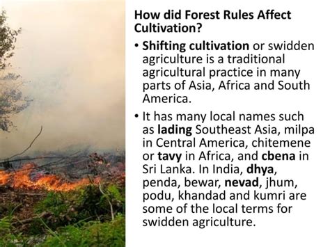 Chapter Forest Society And Colonialism History Social Science