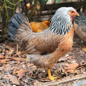 Prairie Bluebell Egger Female Welp Hatchery