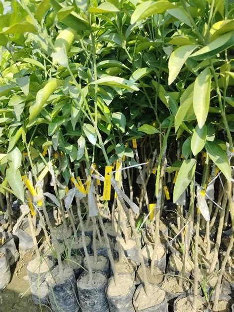 Full Sun Exposure Green Bari 1 Malta Lemon Plant For Fruits At Rs 80