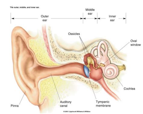 Vestibular System Flashcards | Quizlet