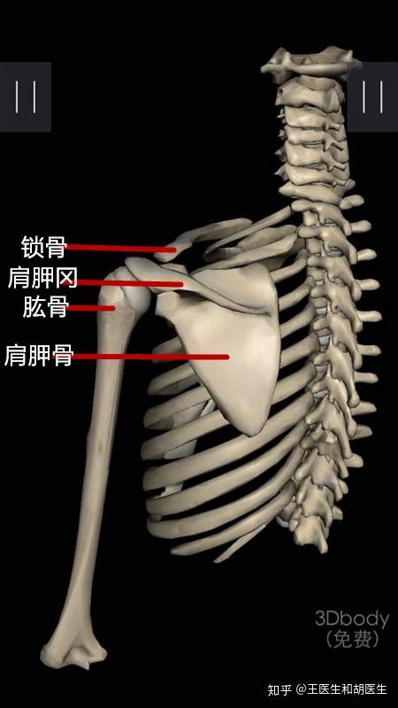 肩关节入门讲解 知乎