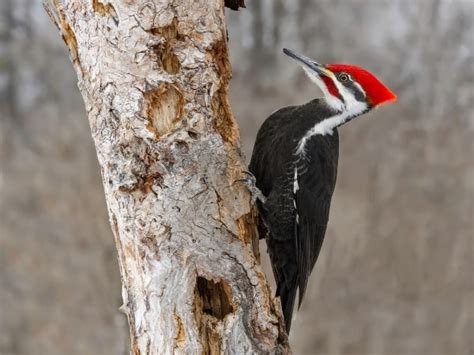 Species Of Woodpeckers In Illinois Full List