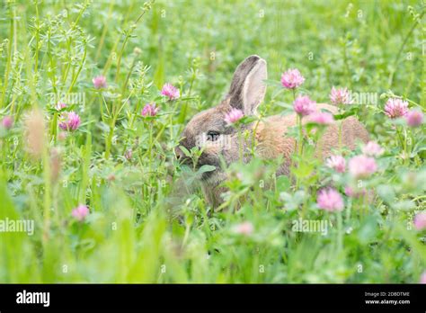 Wiesen Kleeblatt Fotos Und Bildmaterial In Hoher Aufl Sung Alamy