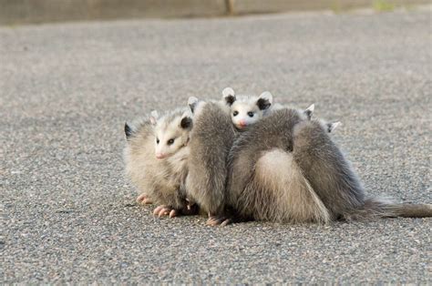 Opossum Diet Outdoor Pests