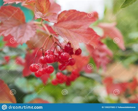 Red Viburnum Branch In The Garden Viburnum Viburnum Opulus Berries And