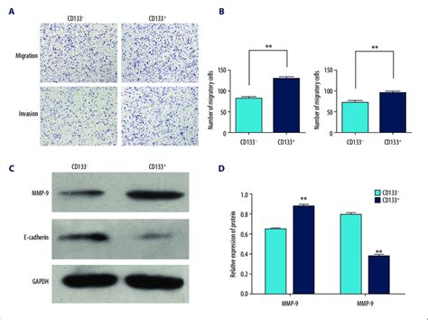 Comparison Of Migration Invasion Between Cd133 And Cd133 Hep 2