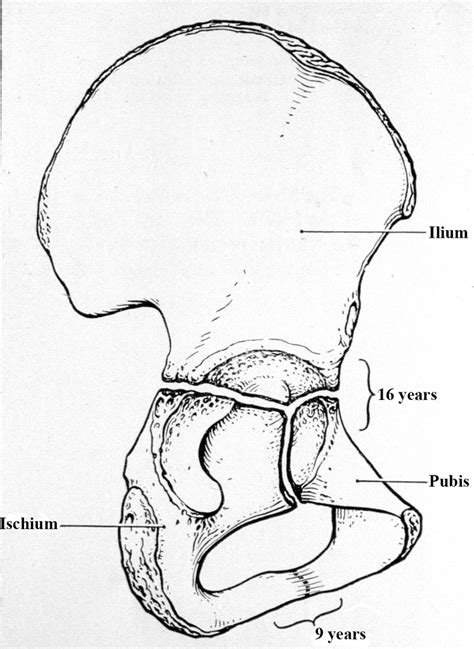 Cartilage triradié Diagram | Quizlet