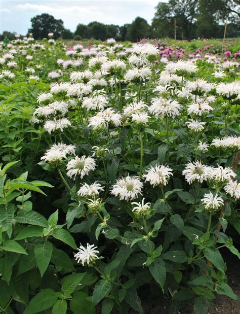 Bee Bright Bee Balm W And E Radtke