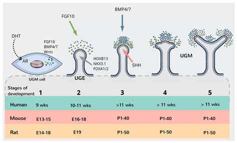 Ijms Free Full Text A Review Of Prostate Organogenesis And A Role