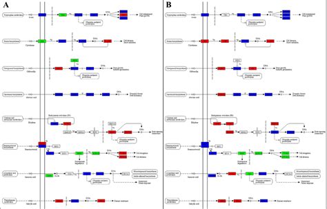 Differential Regulation Of Plant Hormone Signal Transduction Pathway In