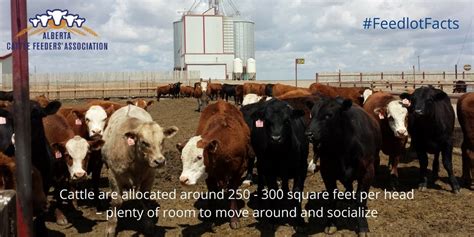 3 feedlot myths busted - Alberta Cattle Feeders Association