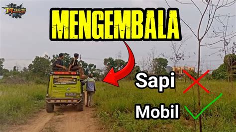 Mengembala Mobil Di Sore Hari Youtube