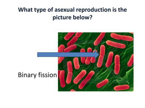 Asexual Vs Sexual Reproduction Ppt