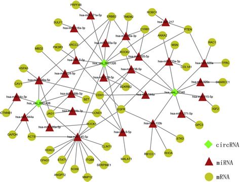 The Circrna Mirna Mrna Interaction Network Constructed With Cytoscape