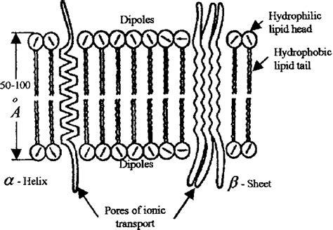 Schematic Illustration Of The Membrane As A Lipid Bilayer Download