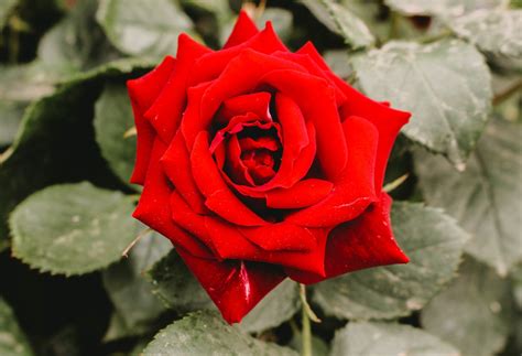 A Beginner S Guide To Growing Roses For Your Rose Garden Crown Round