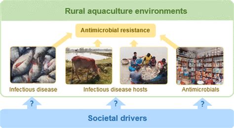 Antimicrobial Resistance In Aquaculture Environments Unravelling The