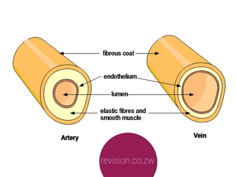 Arteries Diagram A Level The Uml Class Diagram Is A Graphical | Images ...